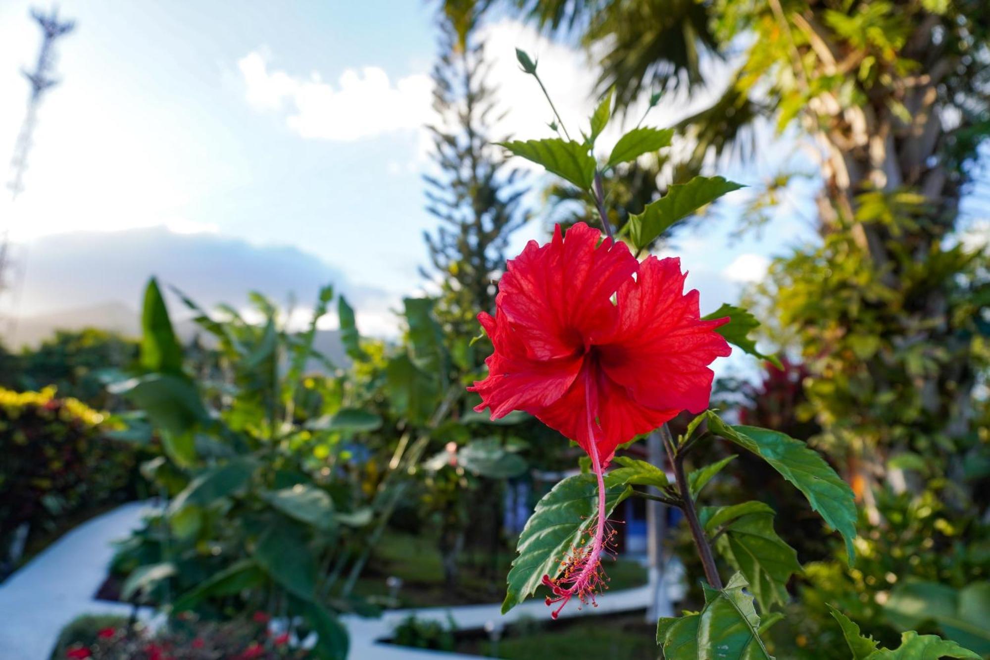 Sueno Rio Celeste Boutique B&B Бихагуа Экстерьер фото